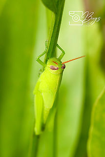 Short-horned Grasshopper, Kuching Stenocatantops splendens Stenocatantops mistshenkoi,Stenocatantops splendens