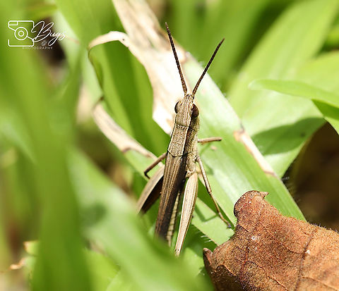 Short-horned Grasshopper, Kuching Phlaeoba species Stenocatantops mistshenkoi