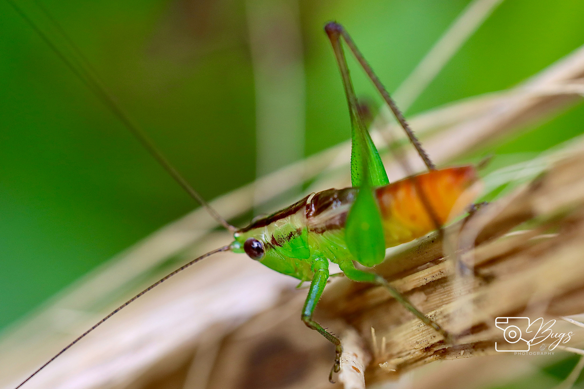 Lesser Meadow Katydids, Kuching Conocephalus cognatus Conocephalus cognatus