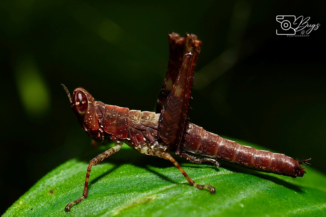 Nymph of Monkey Hopper, Kuching Erucius species