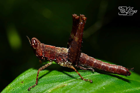 Nymph of Monkey Hopper, Kuching Erucius species