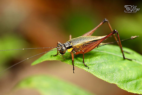Common Bush Cricket, Kuching Nisitrus vittatus Common Bush Cricket,Nisitrus vittatus