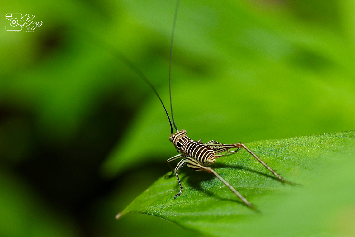 Common Bush Cricket, Kuching Nisitrus vittatus Common Bush Cricket,Nisitrus vittatus