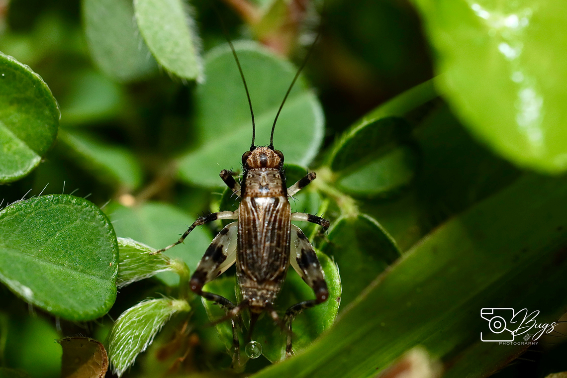 Cricket, Kuching Dianemobius fascipes Dianemobius fascipes