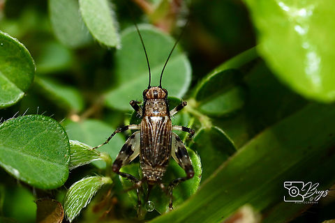 Cricket, Kuching Dianemobius fascipes Dianemobius fascipes