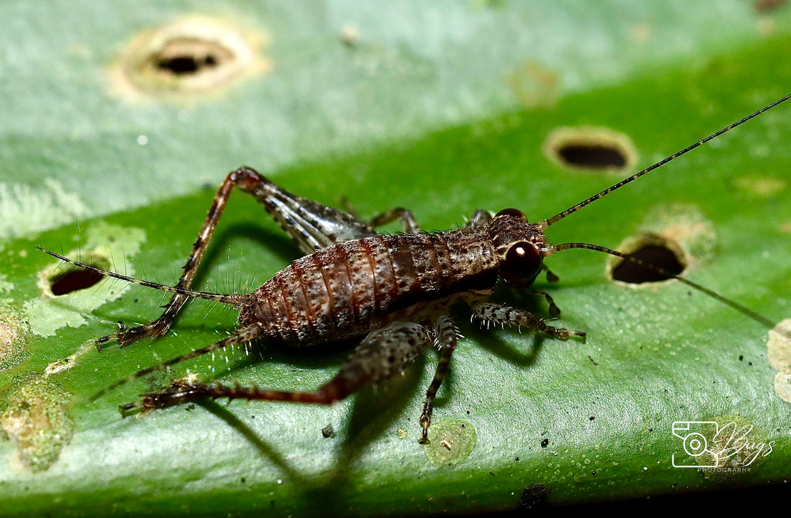 Jumping Bush Cricket, Kuching Fadinthus tehtari Fadinthus tehtari
