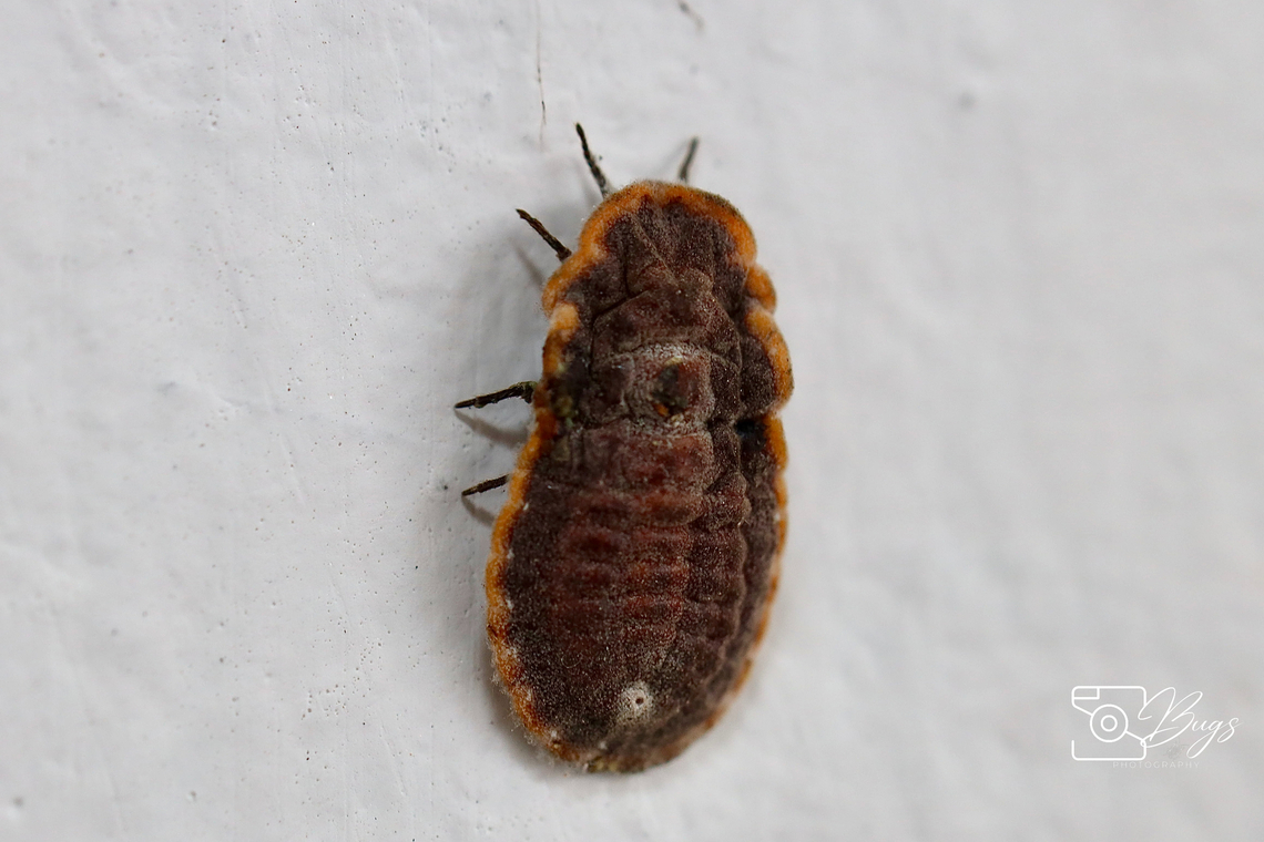 Nymph of Giant Scale Insect, Kuching Drosicha corpulenta Drosicha corpulenta