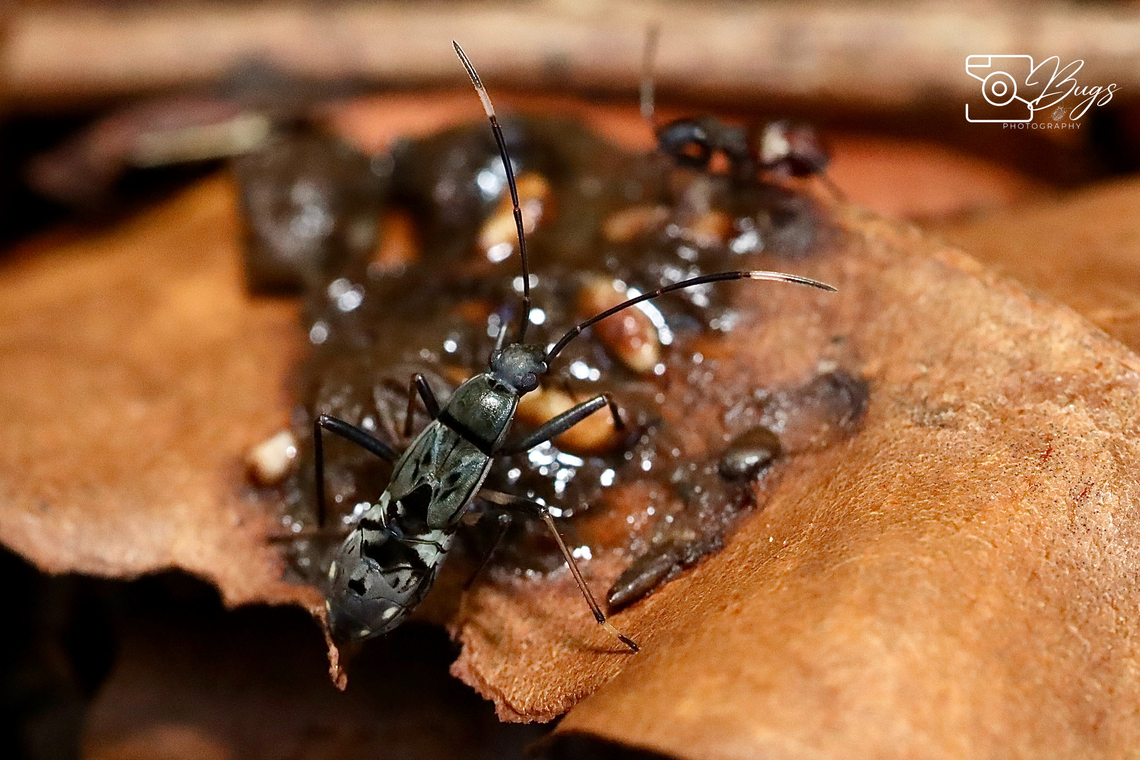 Squash Bug, Kuching Family Coreidae