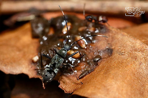 Squash Bug, Kuching Family Coreidae