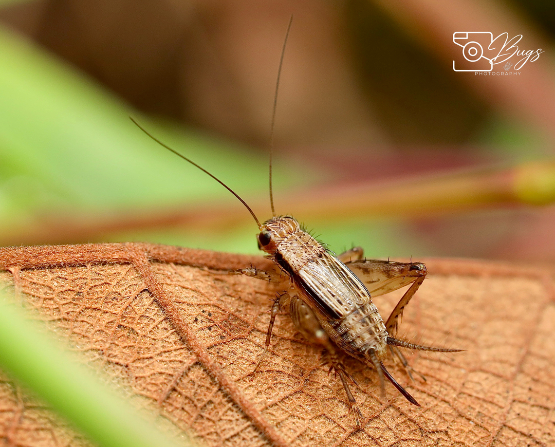 Cricket, Kuching Polionemobius taprobanensis Polionemobius taprobanensis