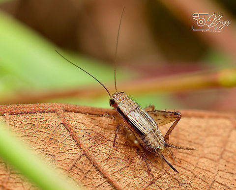 Cricket, Kuching Polionemobius taprobanensis Polionemobius taprobanensis