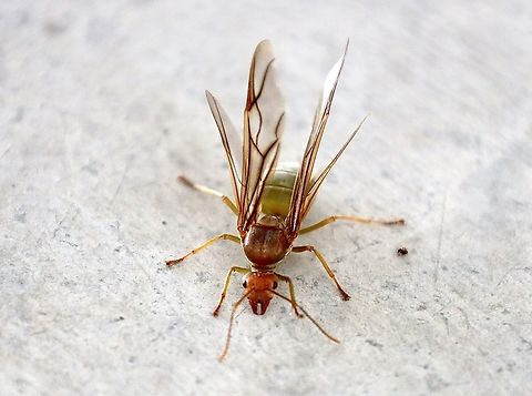 Queen of Asian Weaver Ant, Kuching Oecophylla smaragdina Asian Weaver Ant,Oecophylla smaragdina