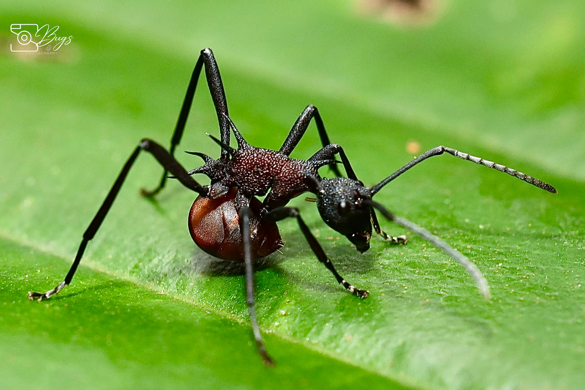 Armed Spiny Ant, Kuching Polyrhachis armata Armed Spiny Ant,Polyrhachis armata