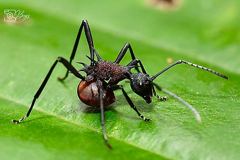 Armed Spiny Ant, Kuching Polyrhachis armata Armed Spiny Ant,Polyrhachis armata