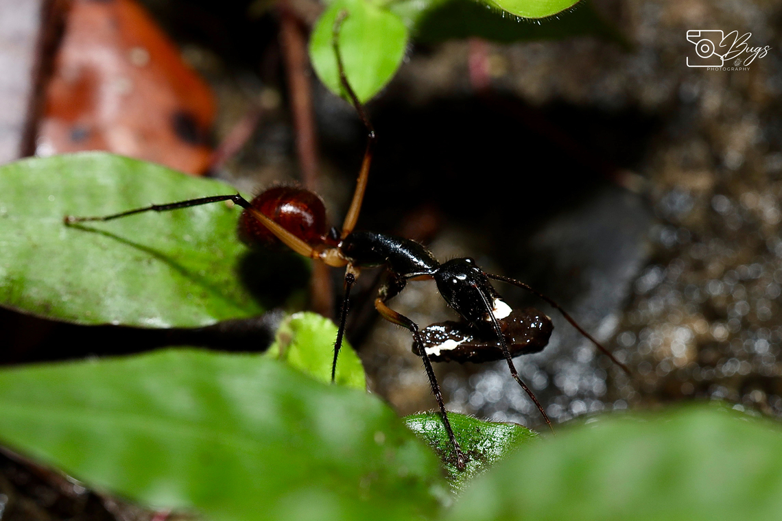 Borneo Giant Forest Ant, Kuching Dinomyrmex gigas Dinomyrmex gigas,Giant Forest Ant