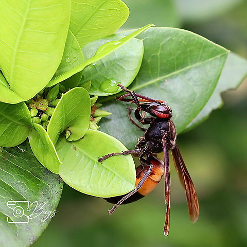 Lesser Banded Hornet, Kuching Vespa affinis Lesser banded hornet,Vespa affinis