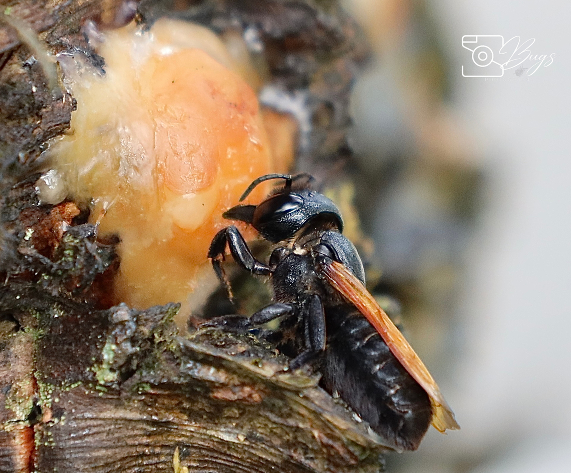 Giant Resin Bee, Kuching Callomegachile species<br />
It was chewing at the resin of the trees and then flew off.