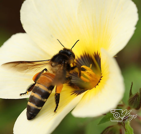 Busy Giant Honey Bee, Kuching Apis dorsata Apis dorsata,Giant honey bee