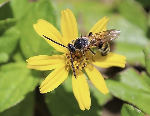 A Scoliid Wasp, Kuching Subfamily Campsomerinae
