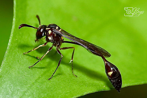 Hover Wasp, Kuching Parischnogaster mellyi Parischnogaster mellyi