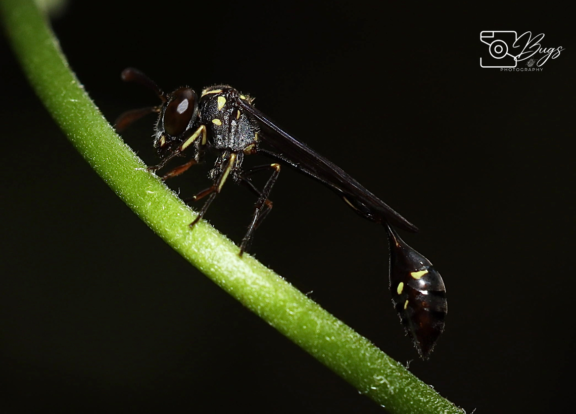 Hover Wasp, Kuching Parischnogaster mellyi&#039; Parischnogaster mellyi,Parischnogaster mellyi'