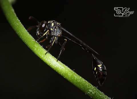 Parischnogaster mellyi