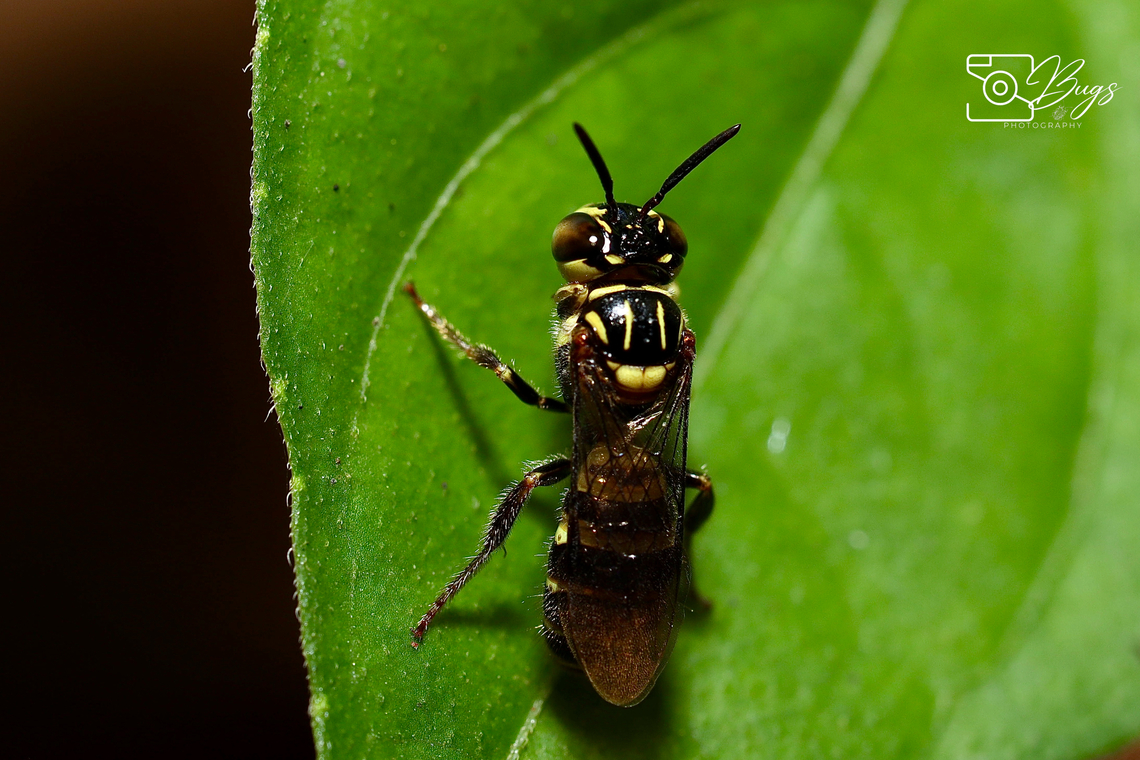 Small Carpenter Bee, Kuching Ceratina beata, also known as Ceratina (Xanthoceratina) beata Ceratina beata