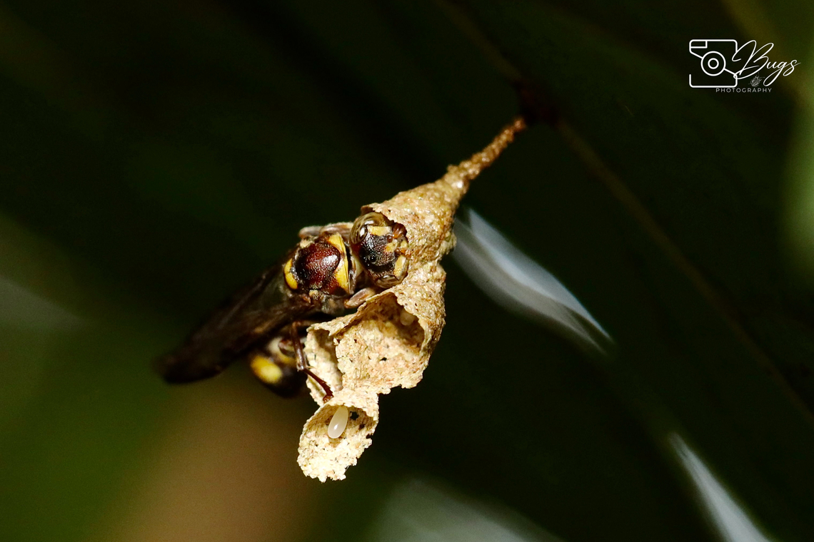 Common Paper Wasp, Kuching Ropalidia fasciata Ropalidia fasciata