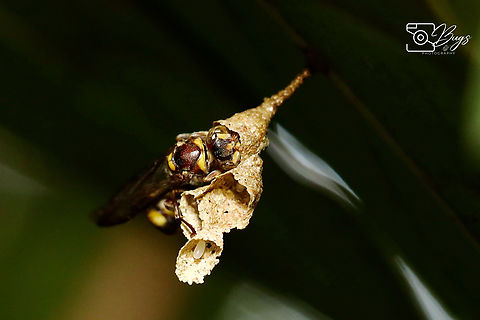 Common Paper Wasp, Kuching Ropalidia fasciata Ropalidia fasciata