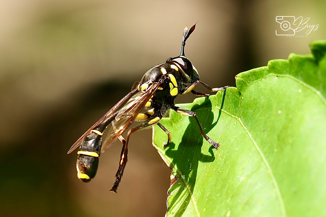 Wasp Mimicking Flower Fly, Kuching Monoceromyia javana Monoceromyia javana