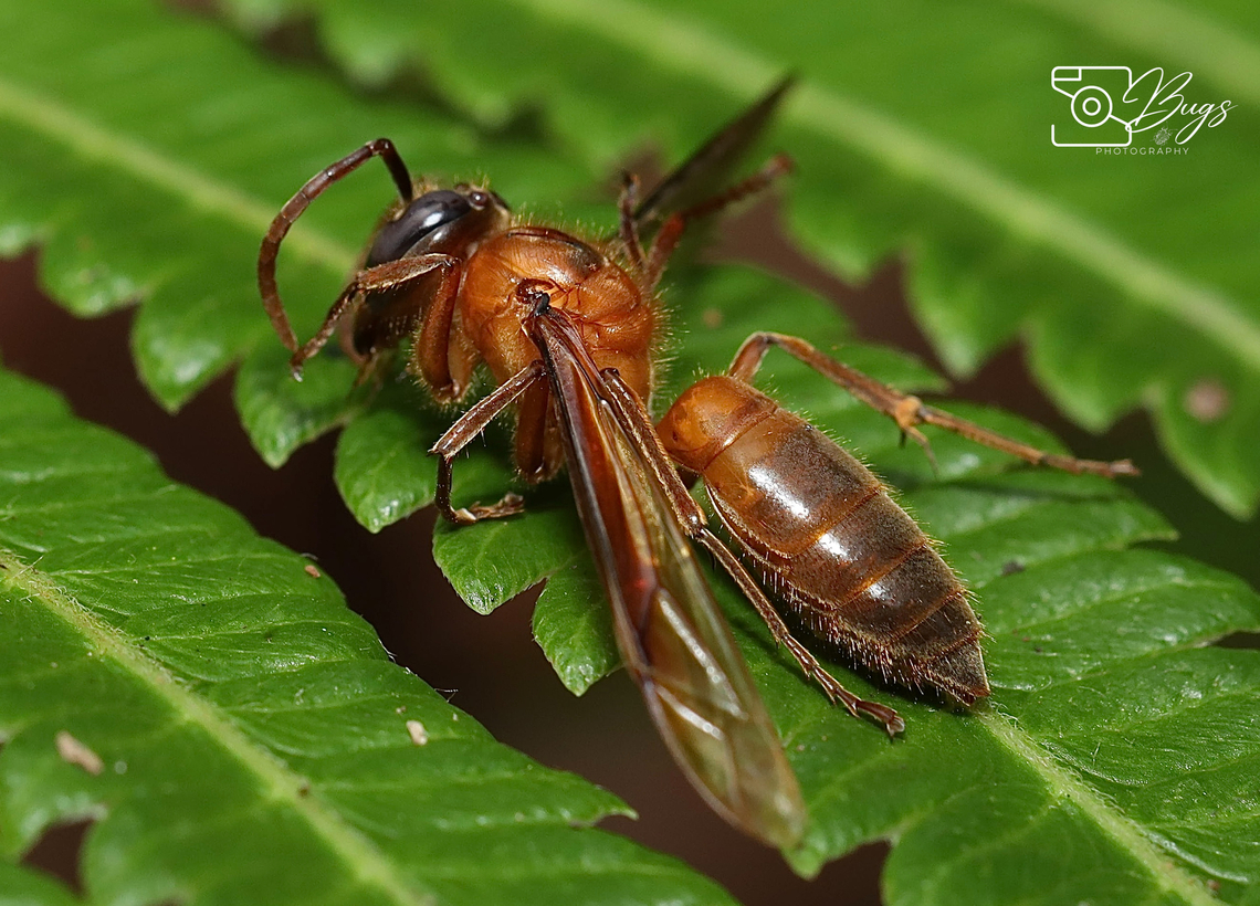 Night Hornet, Kuching Provespa anomala Provespa anomala