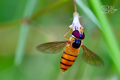 Orange Hoverfly, Kuching Asarkina macquart
