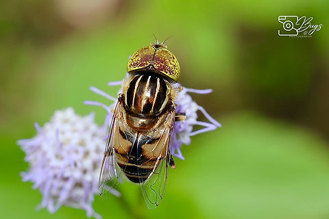 Big-headed Lagoon Fly, Kuching Eristalinus megacephalus Eristalinus megacephalus