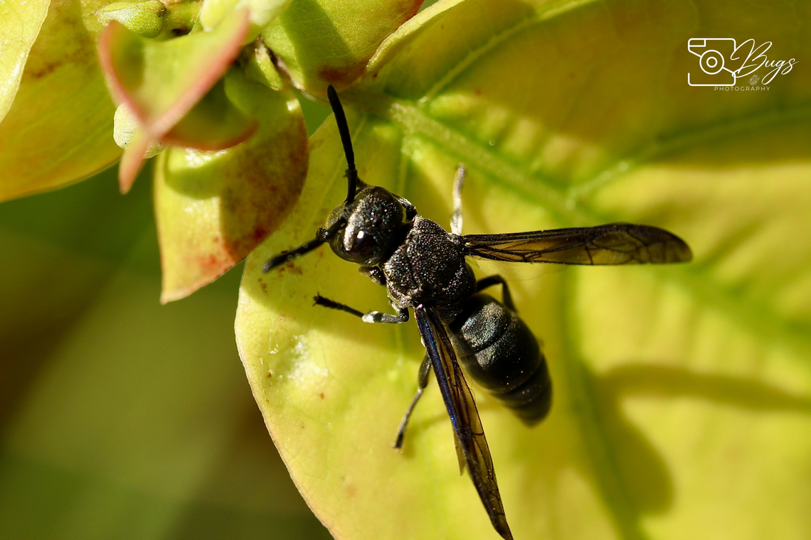 Black Potter Wasp, Kuching Allorhynchium argentatum Allorhynchium argentatum,Wasp,black potter wasp