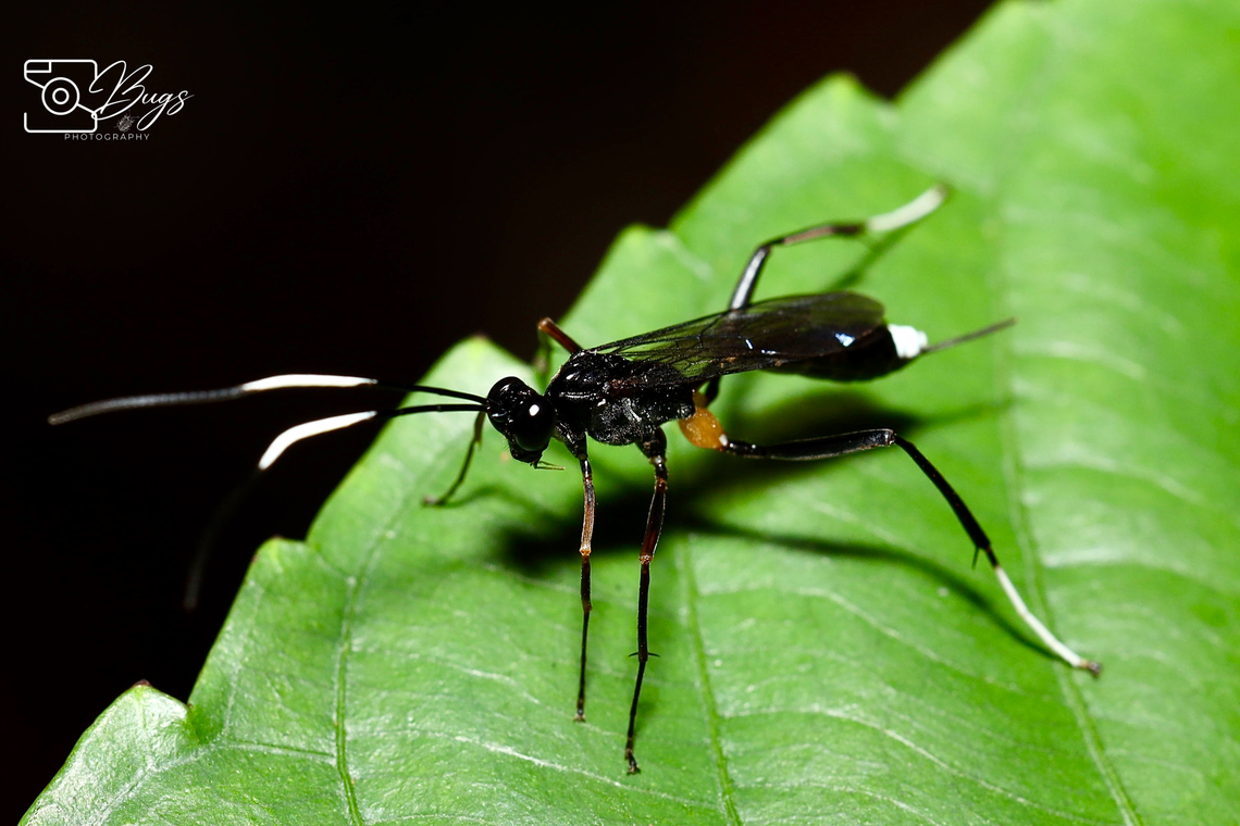 Parasitoid Wasp, Kuching Ichneumonidae, Cryptinae