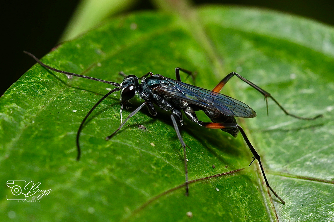 Mud-nesting Spider Wasp, Kuching Tribe Ageniellini