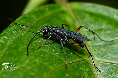 Mud-nesting Spider Wasp, Kuching Tribe Ageniellini