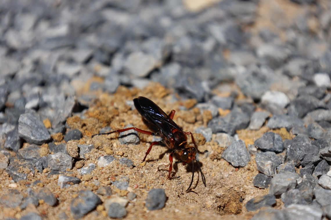 Digger Wasp, Kuching Sphex species