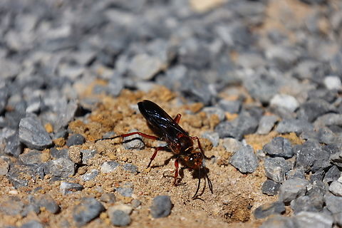 Digger Wasp, Kuching Sphex species