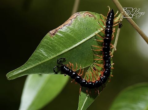 Paradoxical Keeled Millipedes Family Paradoxosomatidae
