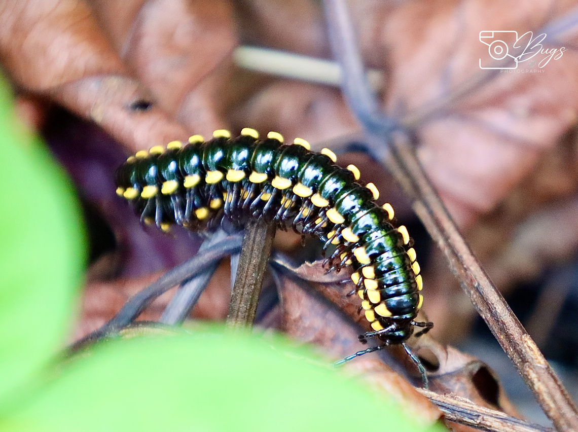 Millipede, Kuching Anoplodesmus saussurii Anoplodesmus saussurii
