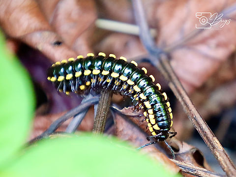 Millipede, Kuching Anoplodesmus saussurii Anoplodesmus saussurii