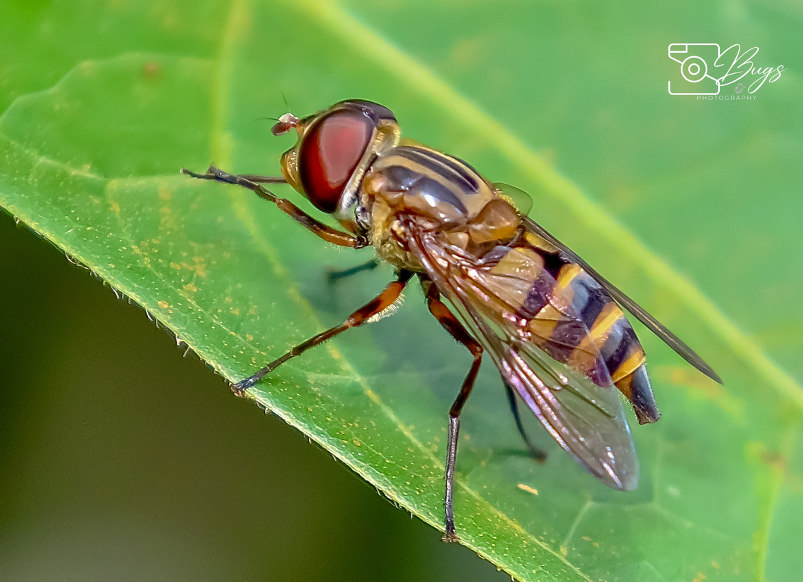 Flower Fly, Kuching Epistrophe species Mesembrius bengalensis
