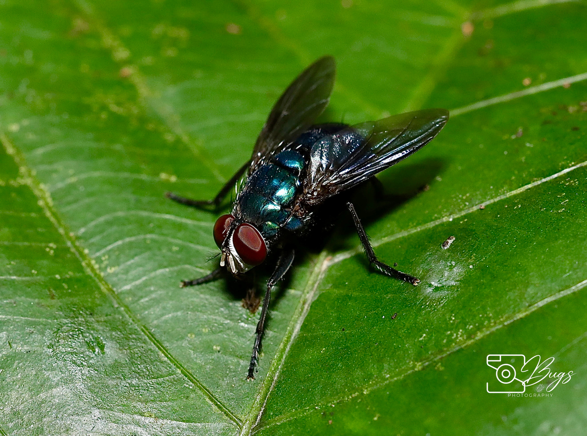 Common Greenbottle Fly, Kuching Lucilia sericata Common European Greenbottle Fly,Lucilia sericata