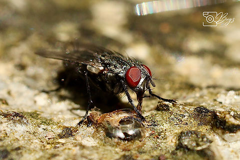 Flesh Fly, Kuching Sarcophaga carnaria Common flesh fly,Sarcophaga carnaria