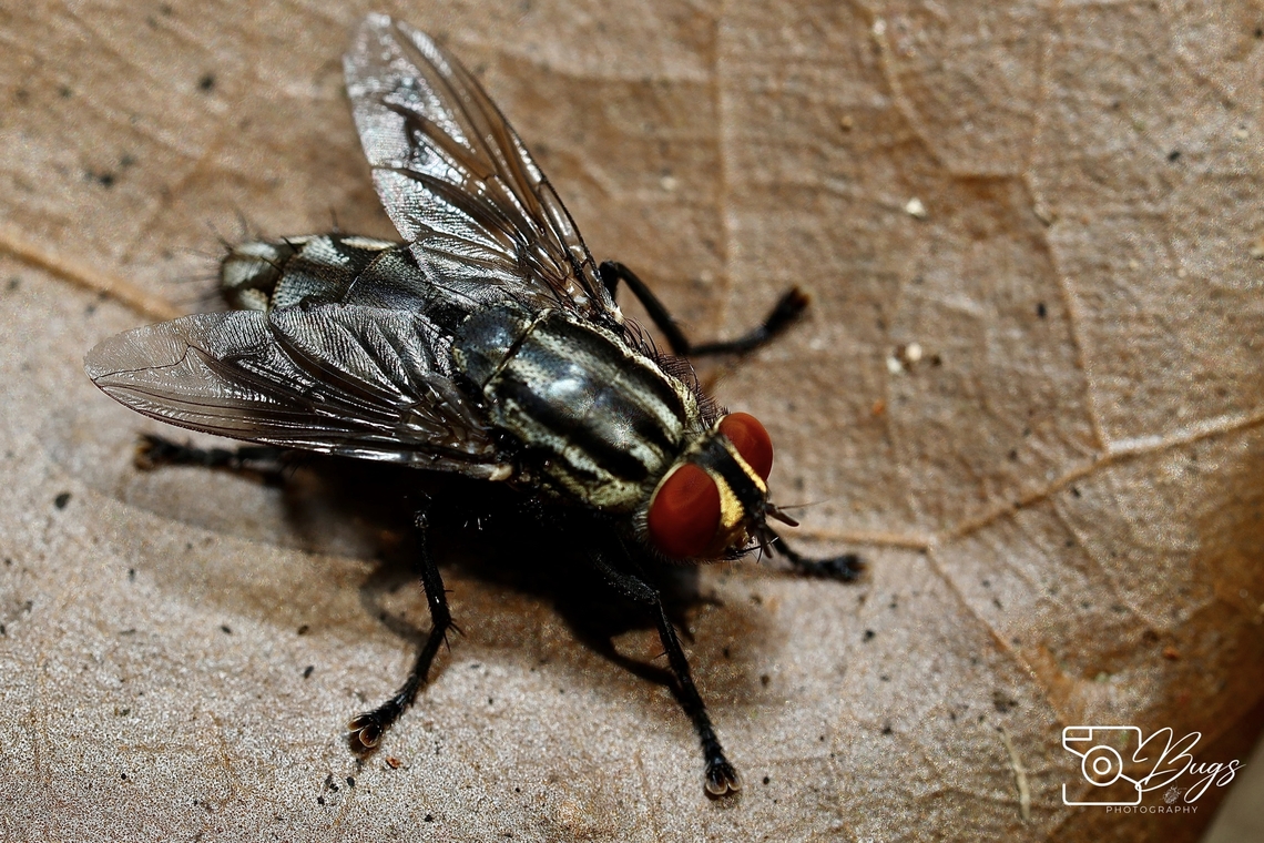 Flesh Fly, Kuching Sarcophaga carnaria Common flesh fly,Sarcophaga carnaria