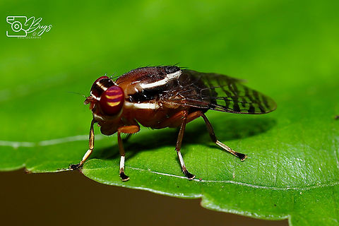 Signal Fly, Kuching Scholastes cinctus Scholastes cinctus