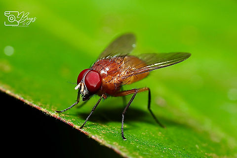Small Fruit Fly, Kuching Drosophila species