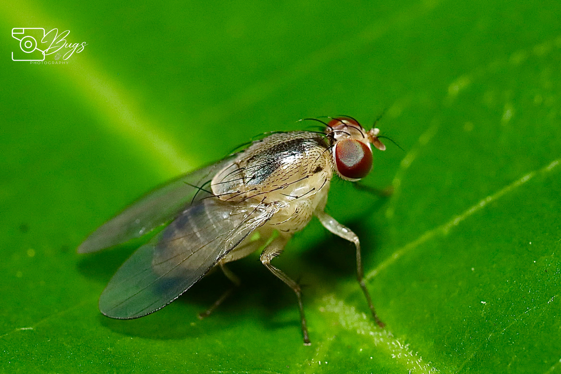 Fruit Fly, Kuching Not sure is it under Drosophila species