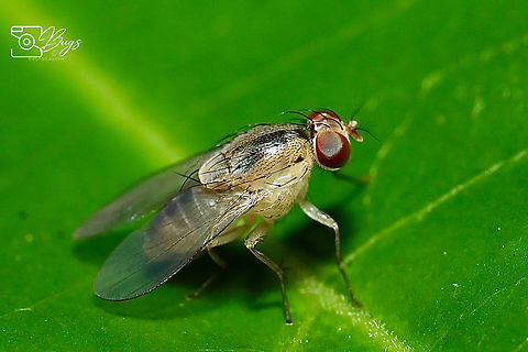 Fruit Fly, Kuching Not sure is it under Drosophila species